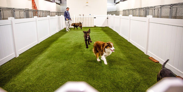 indoor pet park at Carolina Pet Place