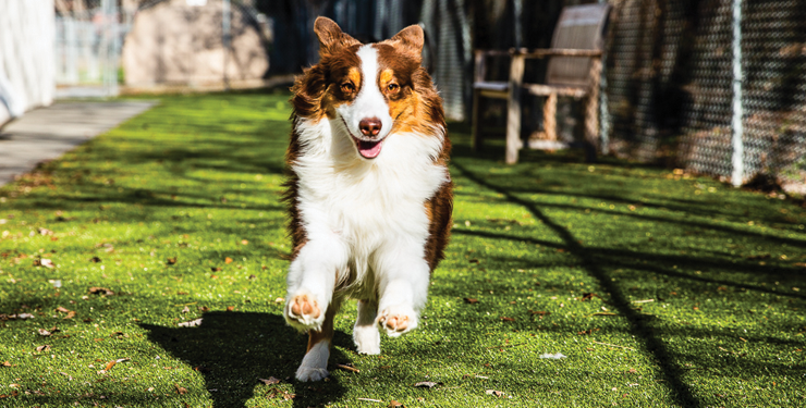 boarded dog playing